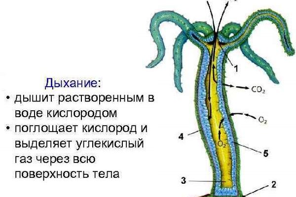 Кракен 18